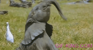 Baby Elephant Playing With It's Nose
