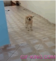 Dog Walking Backward