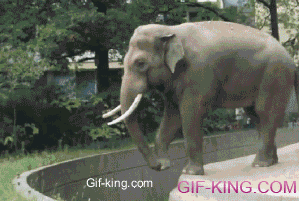 The funny elephant