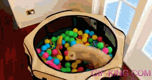 Pug In A Ball Pit