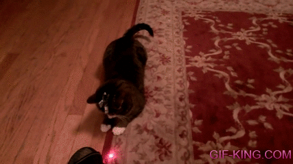Cat With Head Mounted Laser Pointer
