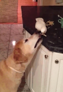 Bird Feeds Dog Noodles