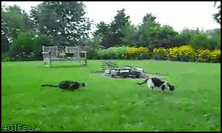 Cat Ambush