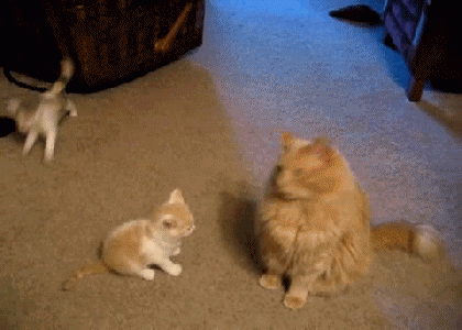Kitten attacks cat