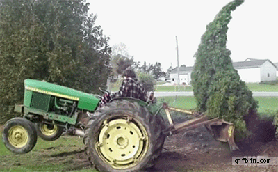 Tree beats tractor driver