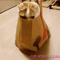 Cat Playing In a Shopping Bag