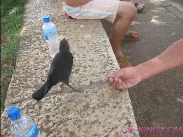 crow asks for water