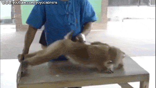 Monkey can perform push up better than me