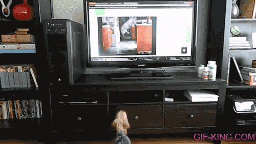 Dog Excited on Seeing Jumping Dog on TV