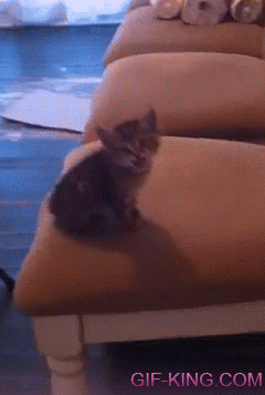 Kitten Chair Jump