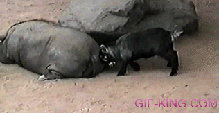 Baby Goat Attack To Boar's Ass