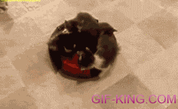 Kittens On A Roomba