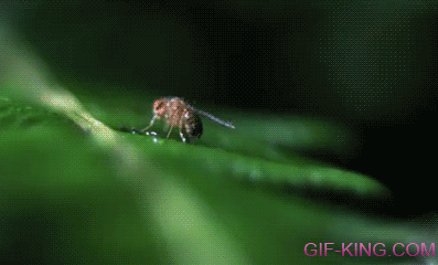 Incognito Insect Predator