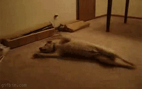 Dog running in his sleep
