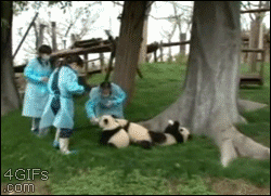 Baby Pandas drinking milk