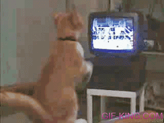 cat watches boxing