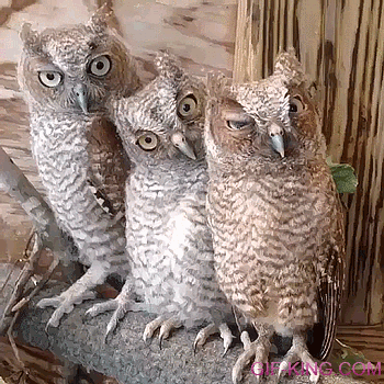 blinking owls
