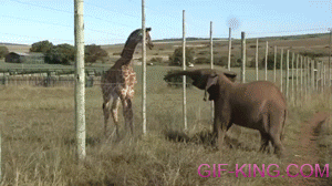 Baby Elephant Booping Baby Giraffe On The Head