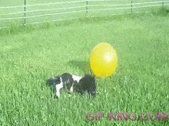 Pony Playing With Ball