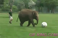 Elephant Falling Over Soccer Ball