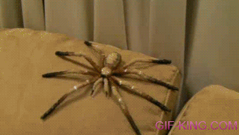 Just A Spider