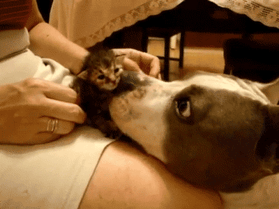 dog gives kitten a bath