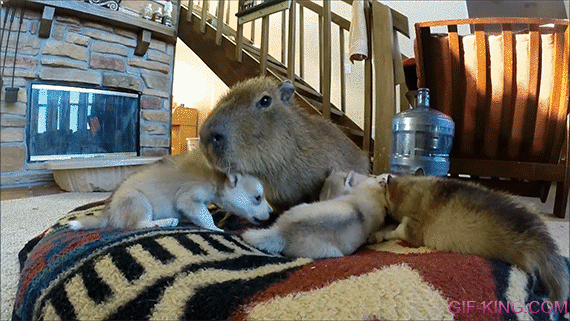 Capybara And Puppies