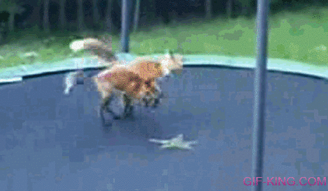 Foxes Jumping On My Trampoline