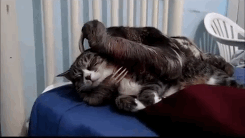 Sloth Hugs Cat