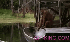 Orangutan Steals Boat