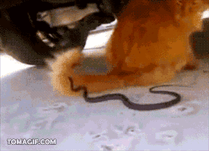 cat tail VS snake