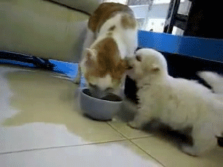 puppy biting cat ear