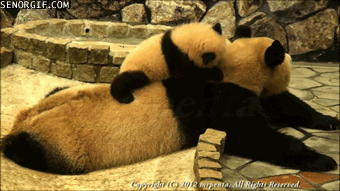 panda baby on her mom