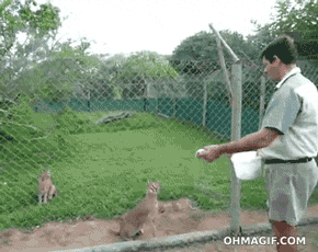 big cat fence jump