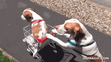 Dog Carts