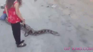 My Friend Snake