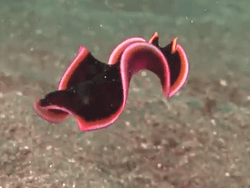flatworms swimming