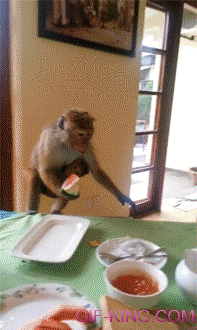 Monkey Steals Food