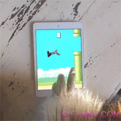 angry flappy bird gaming