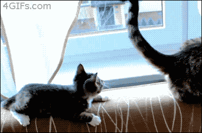 Kitten plays with cat tail