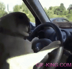Pug Driving Car