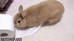bunny playing with toilet roll