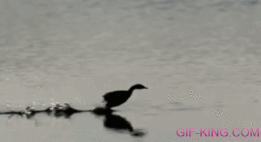 Bird Running On Water