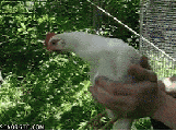 chicken