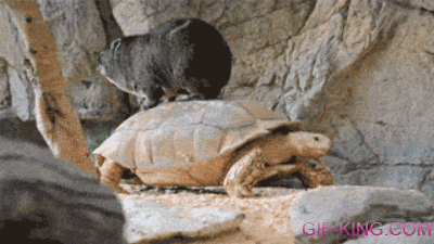 Wombat ride a Turtle