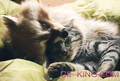 Raccoon Cuddling With Cat