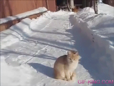 Cat Jumps for Snow