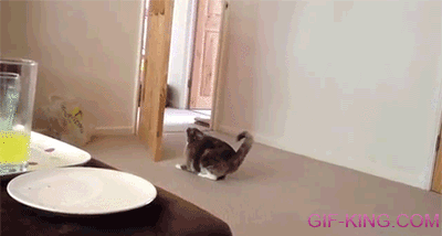 Cat Quickly Climbs Up Door