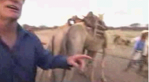 jump over camel