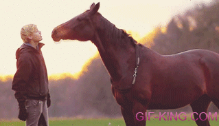 Horse Kiss to Human